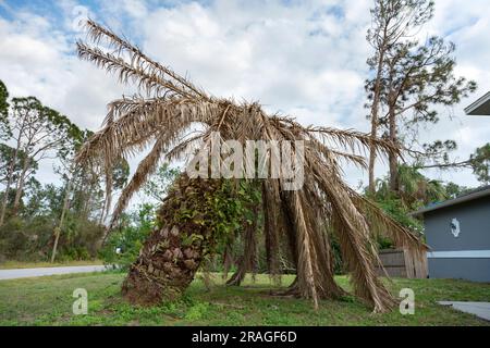 Palmier mort à sec sur la cour de la maison de Floride. Banque D'Images