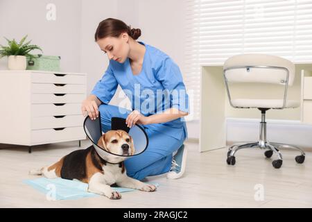 Vétérinaire doc mettant le collier en plastique médical à l'adorable chien Beagle dans la clinique Banque D'Images