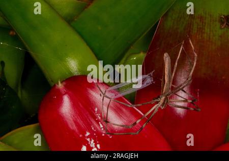 Rufous net-casting Spider, Deinopsis surufa, avec filet, Malanda, Australie. Banque D'Images