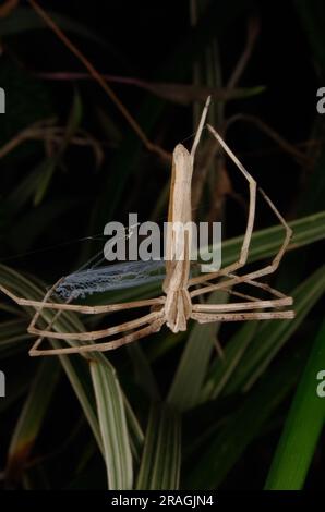 Rufous net-casting Spider, Deinopsis surufa, avec filet, Malanda, Australie. Banque D'Images