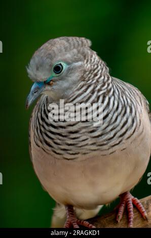 Colombe paisible, Geopelia placida, Malanda, Australie. Banque D'Images