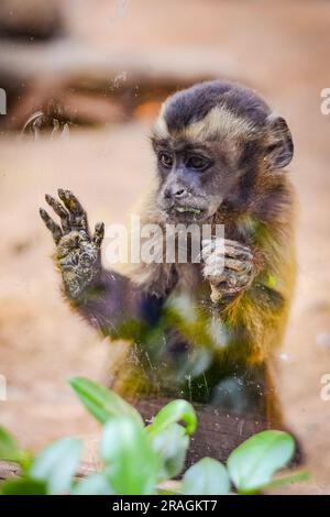 Un singe emprisonné solitaire au zoo Oasis, Fuerteventura. Banque D'Images