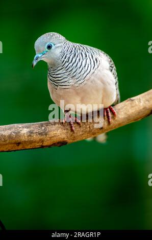 Colombe paisible, Geopelia placida, Malanda, Australie. Banque D'Images