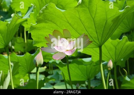 fleur de lotus rose et bourgeons fleuris sous la feuille de lotus dans la journée ensoleillée dans le jardin Banque D'Images