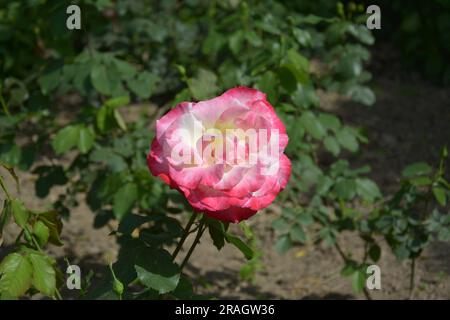 une fleur de rose isolée en journée ensoleillée dans le jardin Banque D'Images