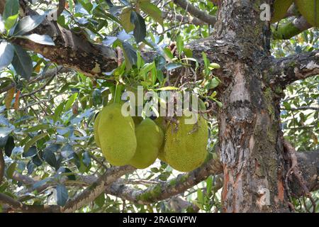 Le fruit cru Artocarpus heterophyllus est accroché à la branche dans le jardin Banque D'Images