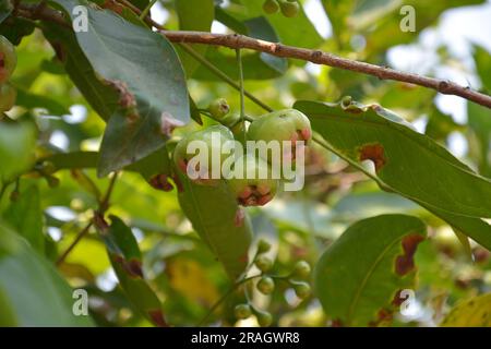 Trois fruits de Syzygium samarangense pendent sur l'arbre Banque D'Images