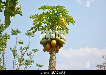 fruits de papaye carica crus et mûrs sur l'arbre dans l'après-midi ensoleillé Banque D'Images