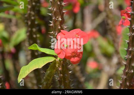 euphorbia milii rouge fleurit sur la branche dans le jardin en après-midi ensoleillé Banque D'Images