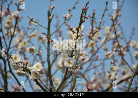 groupe de fleurs de prunier rose clair sur la branche Banque D'Images