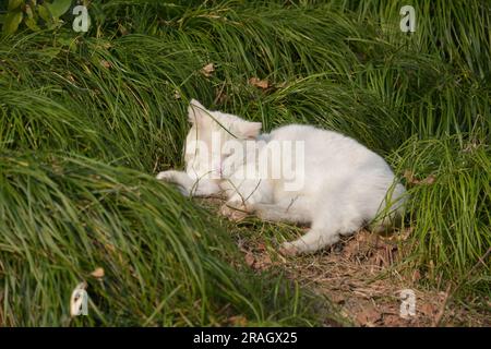 Un chat blanc prend le claquement sur l'herbe verte dans l'après-midi Banque D'Images