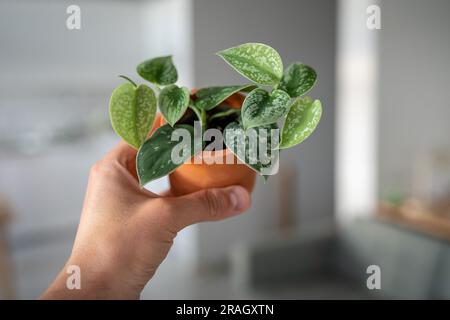 Petit sprout Scindapsus Pictus houseplant en terre cuite pot en homme main gros plan flou Banque D'Images