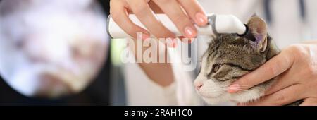 Vétérinaire médecin vérifiant les oreilles de chat avec otoscope Banque D'Images