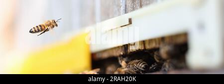 Les abeilles se balançent en volant autour de l'entrée de la ruche Banque D'Images
