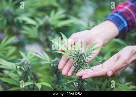 Agriculteur vérifiant les plantes de chanvre dans le champ, la culture de marijuana, plante de cannabis à fleurs comme médicament légal. Banque D'Images