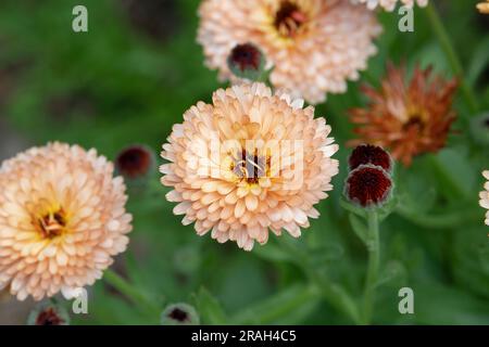 Calendula officinalis. Fleurs de souci Banque D'Images