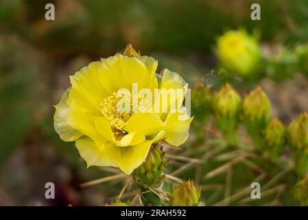 Le cactus jaune à la poire épineuse fleurit dans un jardin de cactus d'arrière-cour à Winkler, au Manitoba, au Canada. Banque D'Images