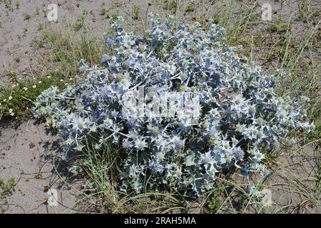 Plante et inflorescences de l'eryngo marin Eryngium maritimum, Apiaceae Banque D'Images