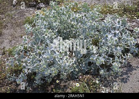 Plante et inflorescences du houx de mer Eryngium maritimum, Apiaceae Banque D'Images