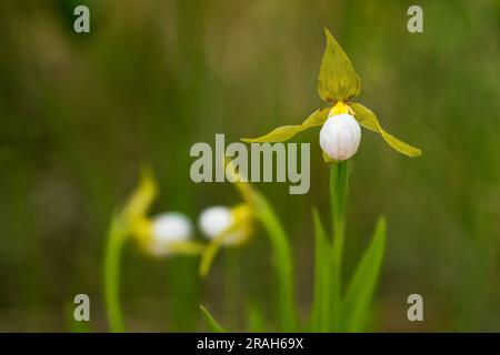 La petite chaussette blanche fleurit dans la prairie à herbes hautes près de Tolstoï, au Manitoba, au Canada. Banque D'Images