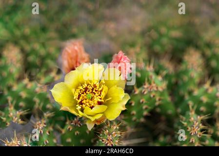 Le petit cactus de poire en forme de pickly fleurit sur une plante trouvée à Mt. Nebo, Manitoba, Canada. Banque D'Images