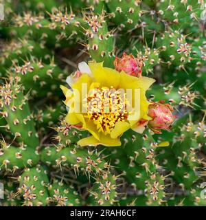 Le petit cactus de poire en forme de pickly fleurit sur une plante trouvée à Mt. Nebo, Manitoba, Canada. Banque D'Images