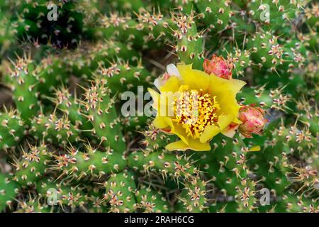 Le petit cactus de poire en forme de pickly fleurit sur une plante trouvée à Mt. Nebo, Manitoba, Canada. Banque D'Images