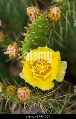 Le cactus jaune à la poire épineuse fleurit dans un jardin de cactus d'arrière-cour à Winkler, au Manitoba, au Canada. Banque D'Images