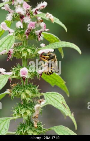 Gros plan naturel sur une abeille européenne de woolcarder, Anthidium manucatum se nourrissant d'une fleur Leonurus cardiaca dans le jardin Banque D'Images