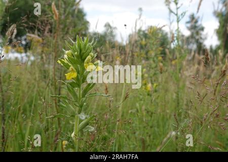 Gros plan naturel sur une bartsia jaune d'Europe ou de la glandaded, Parentucellia viscosa dans le champ Banque D'Images