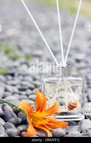Diffuseur de bouteille en verre transparent avec coquilles de mer et concept de parfum coton Banque D'Images