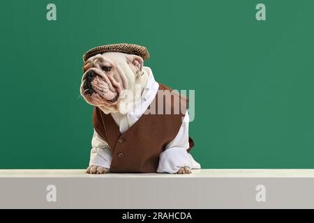 Chien de race pure, élégant, boudogue anglaise portant un gilet classique, une chemise et une casquette sur fond vert de studio. Triste museau Banque D'Images