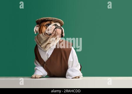 Chien de taureau anglais de race pure, belle et élégante, portant un gilet classique, une chemise et une casquette sur fond de studio vert. Museau grave Banque D'Images