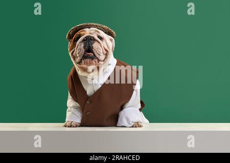 Beau, drôle, élégant chien de race pure, chien de taureau anglais portant un gilet classique, une chemise et une casquette sur fond vert studio Banque D'Images