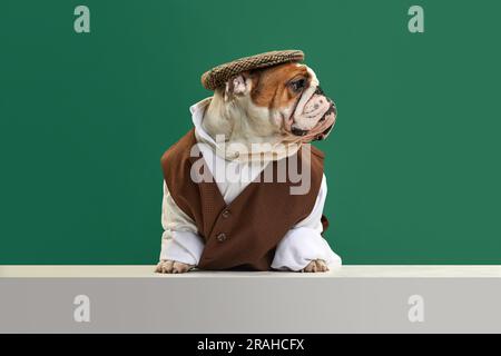 Chien de taureau anglais de race pure portant un gilet, une chemise et une casquette classiques sur fond de studio vert. Look gentleman Banque D'Images