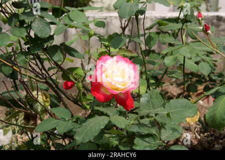 Rosa 'Double Delight' une variété de rose hybride dans un parc : (pix Sanjiv Shukla) Banque D'Images