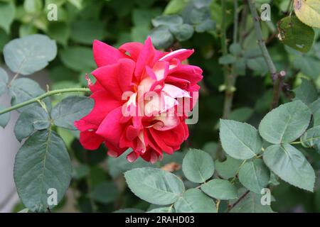 Rosa 'Double Delight' une variété de rose hybride dans un parc : (pix Sanjiv Shukla) Banque D'Images
