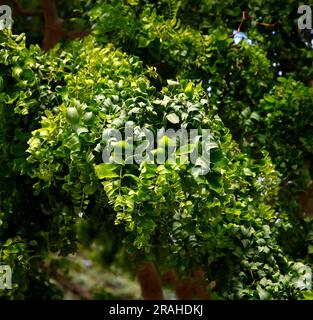 Gros plan des feuilles de curly vert de l'arbre de jardin à croissance basse Robinia pseudoacacia Lace Lady. Banque D'Images