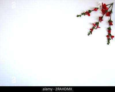 Gros plan de trois brindilles salvia avec des feuilles vertes et des fleurs rouges provenant du coin supérieur droit sur un fond gris neutre. Banque D'Images