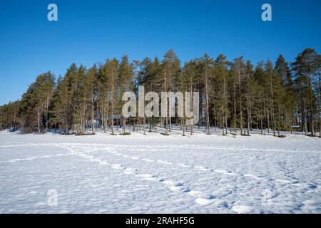 Arbres bordant le lac à Viiksimonjarvi en Finlande Banque D'Images