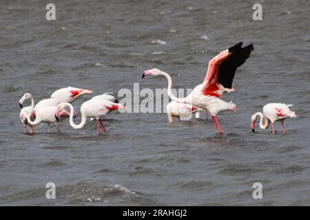 Volée de flamants roses Banque D'Images