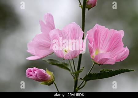 Plus grande musc-malow avec de belles fleurs roses sur fond gris doux Banque D'Images