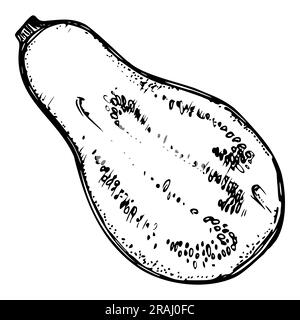 Courge de gourde d'aubergine à vecteur d'encre dessinés à la main. Croquis d'illustrations pour Thanksgiving, Halloween, récolte, agriculture. Objet isolé, contour. Conception Illustration de Vecteur