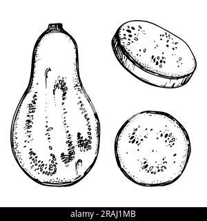 Courge de gourde d'aubergine à vecteur d'encre dessinés à la main. Croquis d'illustrations pour Thanksgiving, Halloween, récolte, agriculture. Objet isolé, contour. Conception Illustration de Vecteur