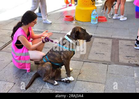 La femme a des chiens pour adoption dans la rue Preciados à Madrid. 1 juillet 2023 Banque D'Images