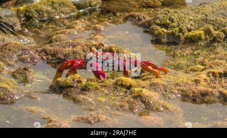 Le crabe à pattes rouges, Grapsus adscensionis se trouve à Gran Canaria, aux îles Canaries. Ils ont une forte adhérence et des mouvements agiles, ce qui en fait un Banque D'Images