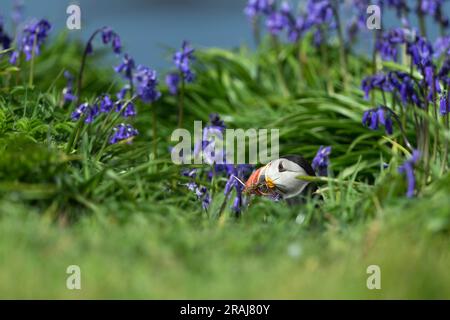 Macareux de l'Atlantique Fratercula arctica, adulte sur une falaise herbeuse parmi les jacinthoides non scripta de bluebell, Lunga, îles Treshnish, Écosse, Royaume-Uni, Banque D'Images