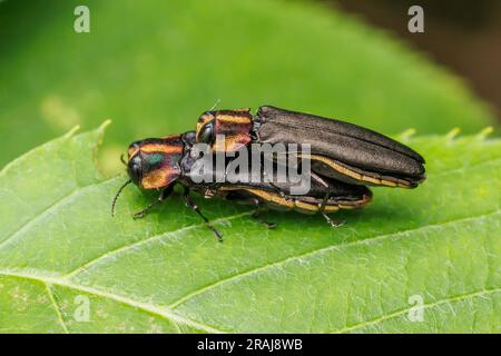 Perruque de racine de Hawthorn (Agrilus vittaticollis) - paire d'accouplement Banque D'Images