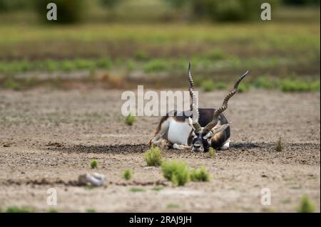 Gros blackbuck mâle sauvage à cornes ou antilope cervicapra ou antilope indienne reposant dans velavadar blackbuck parc national gujrat inde asie Banque D'Images