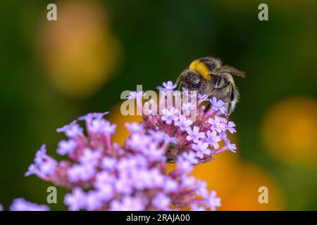 Grande terre Bumblebee - Bombus terrestris - reposant sur une fleur de la cime de la cime vervain - Verbena bonariensis Banque D'Images